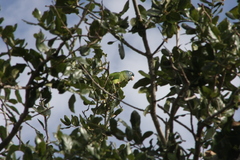 Thectocercus acuticaudatus