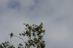 Thectocercus acuticaudatus