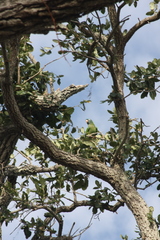 Thectocercus acuticaudatus