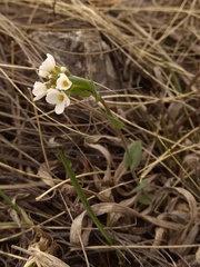 Noccaea cochleariformis