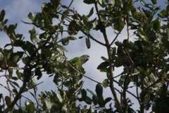 Thectocercus acuticaudatus