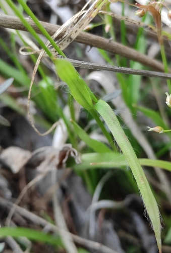 Image of Luzula rufescens by (c) Юлия, some rights reserved (CC BY)