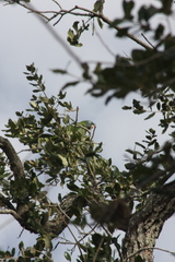 Thectocercus acuticaudatus
