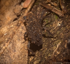 Poropterus variabilis