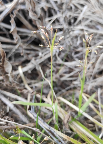Image of Luzula rufescens by (c) Юлия, some rights reserved (CC BY)