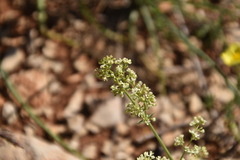 Galium firmum
