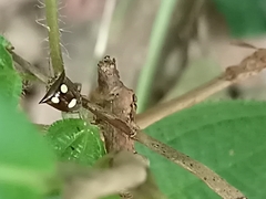 Paracritheus trimaculatus