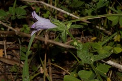 Campanula lyrata