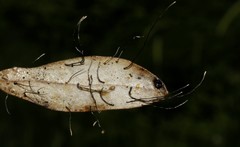 Xylaria sicula