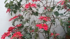 Euphorbia pulcherrima