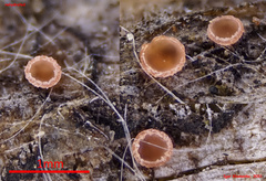 Orbilia phragmotricha