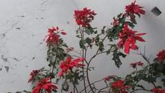 Euphorbia pulcherrima