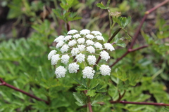 Kitagawia terebinthacea