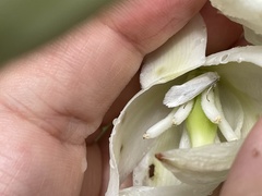 Tegeticula yuccasella