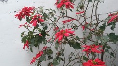 Euphorbia pulcherrima