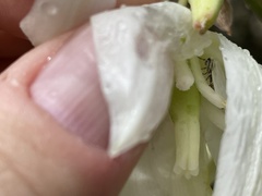 Tegeticula yuccasella