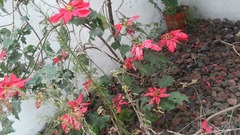 Euphorbia pulcherrima