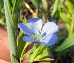 Linum usitatissimum