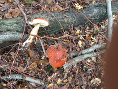 Leccinum