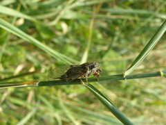 Cicadetta montana