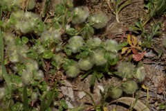 Trifolium globosum