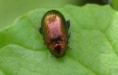Crepidodera aurea