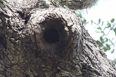Apis mellifera