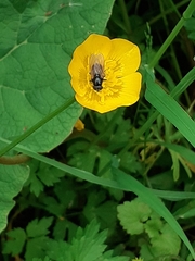 Cheilosia albitarsis