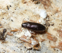 Zilora elongata