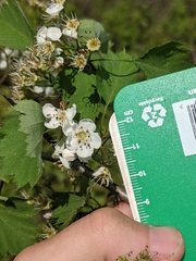 Crataegus iracunda