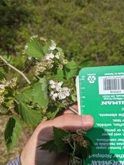 Crataegus iracunda