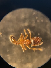 Pheidole soritis