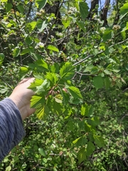 Crataegus iracunda