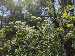 Crataegus iracunda