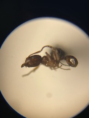 Pheidole soritis