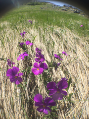 Viola calcarata
