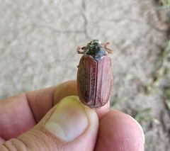 Melolontha melolontha