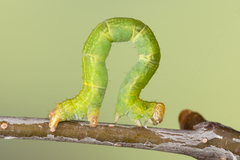 Cyclophora albipunctata