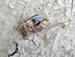 Melolontha melolontha