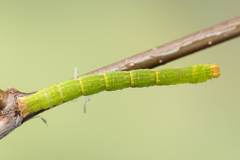 Cyclophora albipunctata