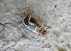 Melolontha melolontha