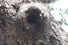 Apis mellifera