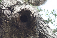 Apis mellifera