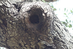 Apis mellifera