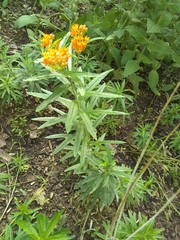 Asclepias tuberosa