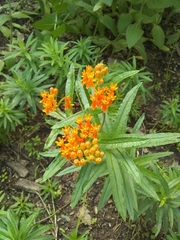 Asclepias tuberosa