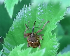 Curculio nucum