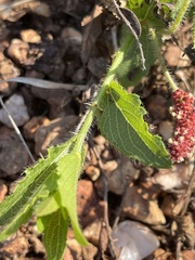 Acalypha caperonioides caperonioides