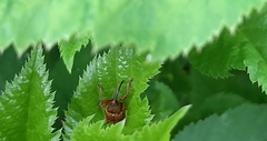 Curculio nucum