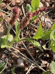 Acalypha caperonioides caperonioides